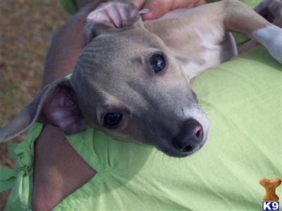 Italian Greyhound Puppies for Sale